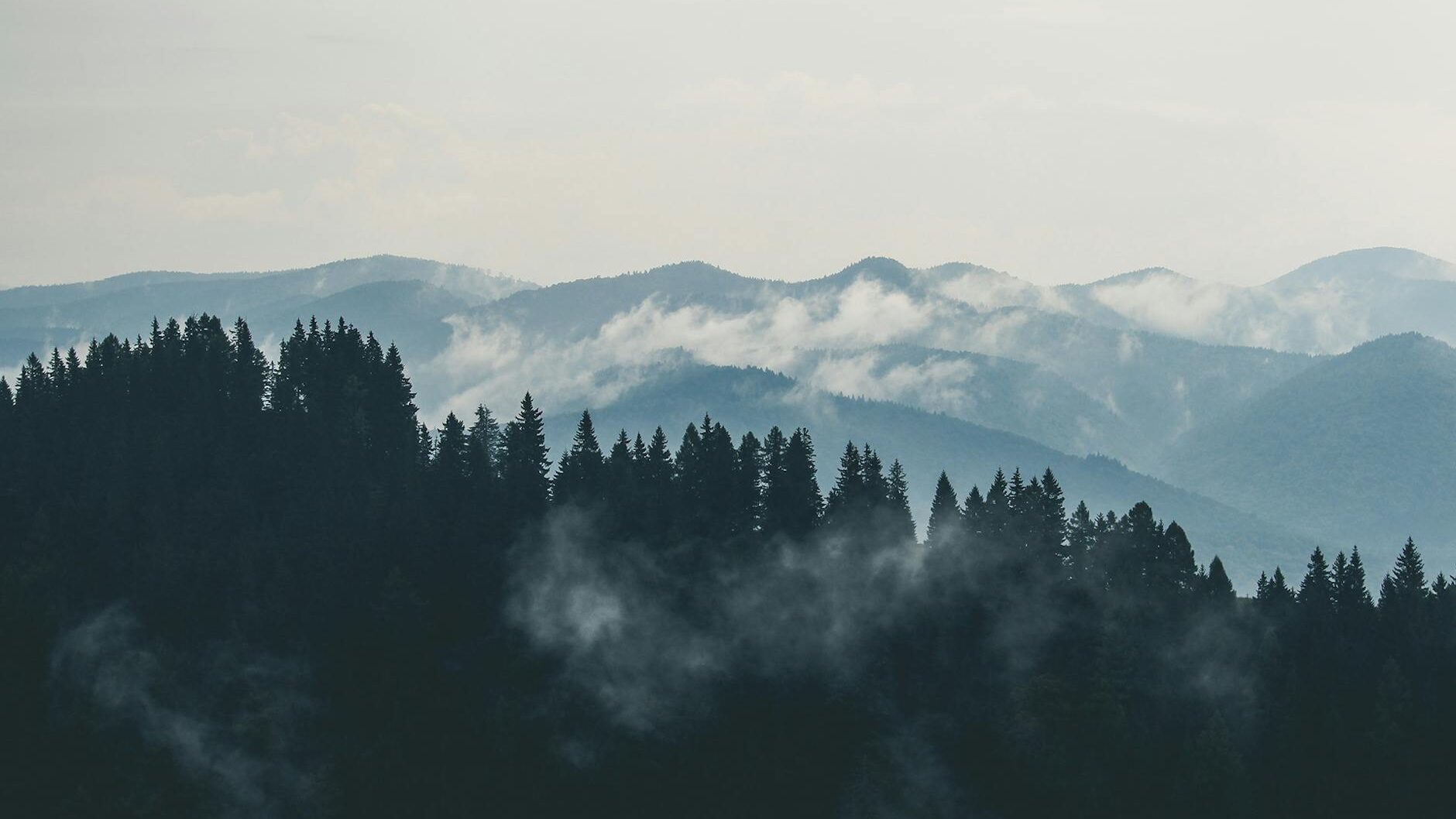 aerial photography of pine trees on the mountain