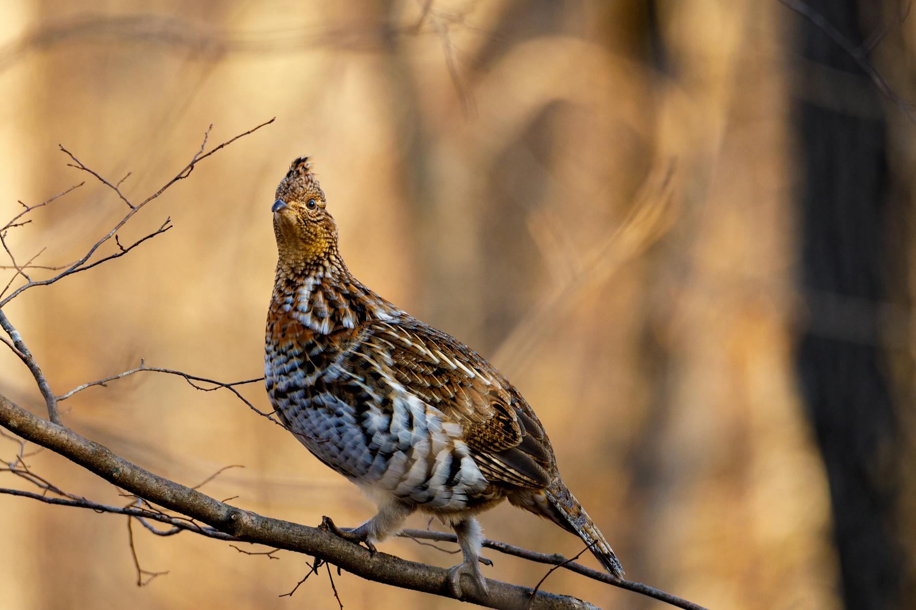 brown bird on tree branch